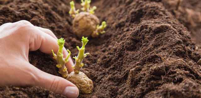 Громади Дніпропетровщини закликають приєднатися до руху &laquo;Сади Перемоги&raquo;