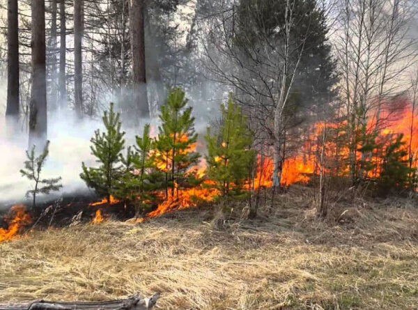 Під час воєнного стану відвідувати ліси, лісопосадки суворо ЗАБОРОНЕНО!